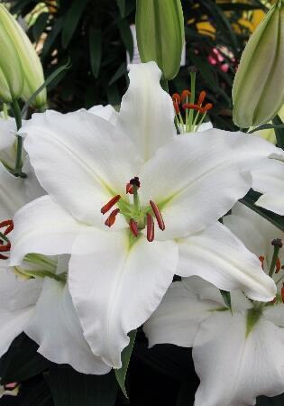 Купить оптом в Ботанике Лилия Салли 7 шт