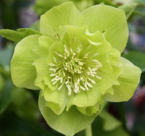 Купить оптом в Ботанике Морозник Дабл Эллен Грин 1 шт