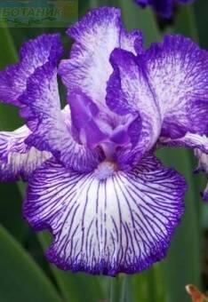 Купить оптом в Ботанике Ирис Отумн Сиркус 1 шт