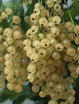 Купить оптом в Ботанике Смородина белая Вердавия