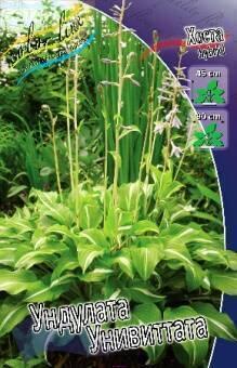 Купить оптом в Ботанике Хоста Ундулата Унивиттата 2 шт