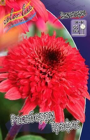 Купить оптом в Ботанике Эхинацея Распберри Трафлз 25 шт