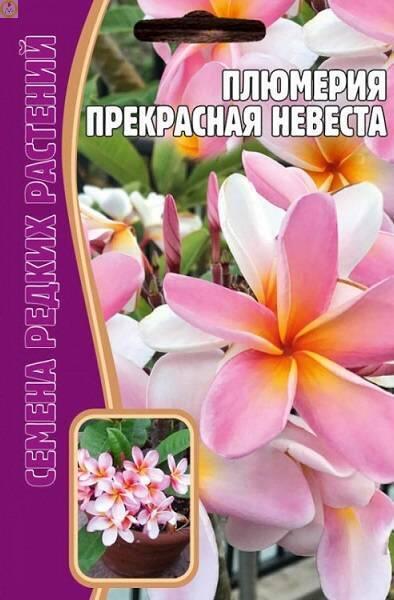 Купить оптом в Ботанике семена Плюмерия прекрасная Невеста Реш бренд Решение, ООО