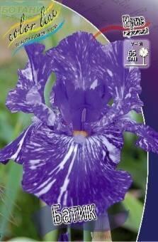 Купить оптом в Ботанике Ирис Батик германский 1 шт