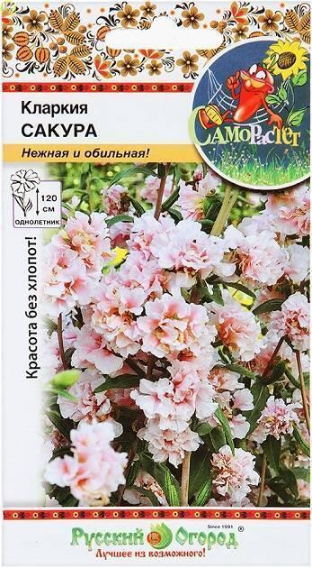 Купить оптом в Ботанике семена Кларкия Сакура НК бренд НК