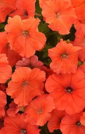 Купить оптом в Ботанике семена Петуния Аладдин оранжевая F1 Ав бренд Ависта