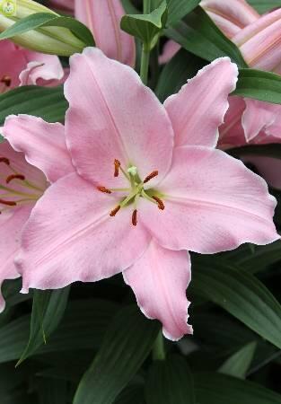 Купить оптом в Ботанике Лилия Бербиано 5 шт