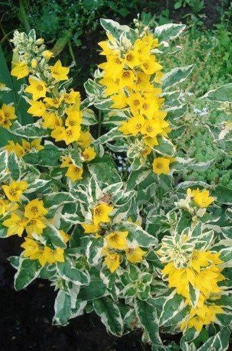 Купить оптом в Ботанике семена Вербейник Точечный Акв бренд Акварель