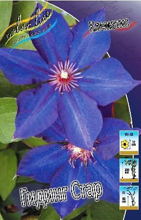 Купить оптом в Ботанике Клематис Гидинг Стар 2 шт