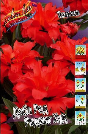 Купить оптом в Ботанике Тюльпан Дабл Ред Ридинг Худ 11/12 7 шт
