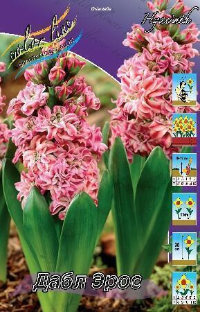 Купить оптом в Ботанике Гиацинт Дабл Эрос 5 шт