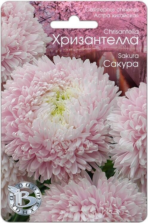 Купить оптом в Ботанике семена Астра китайская Хризантелла Сакура Био бренд Биотехника