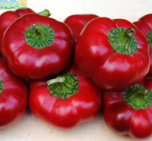 Купить оптом в Ботанике семена Перец Колобок Сем бренд Семко