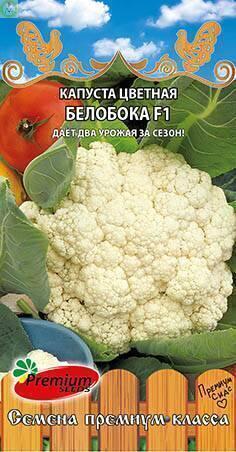 Купить оптом в Ботанике семена Капуста цветная Белобока F1 ПС бренд Премиум Сидс