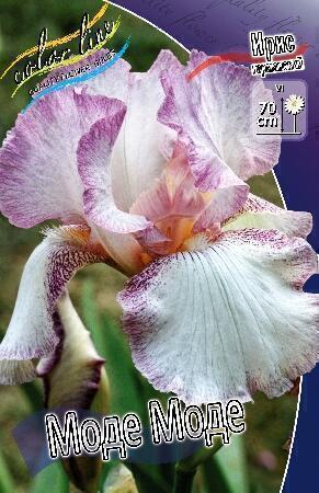 Купить оптом в Ботанике Ирис Моде Моде 2 шт