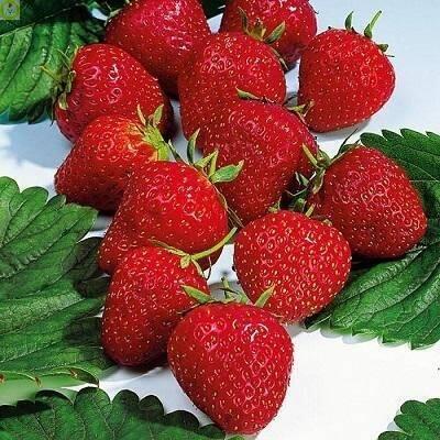 Купить оптом в Ботанике ЗЕМЛЯНИКА САДОВАЯ СОПРАНО 5