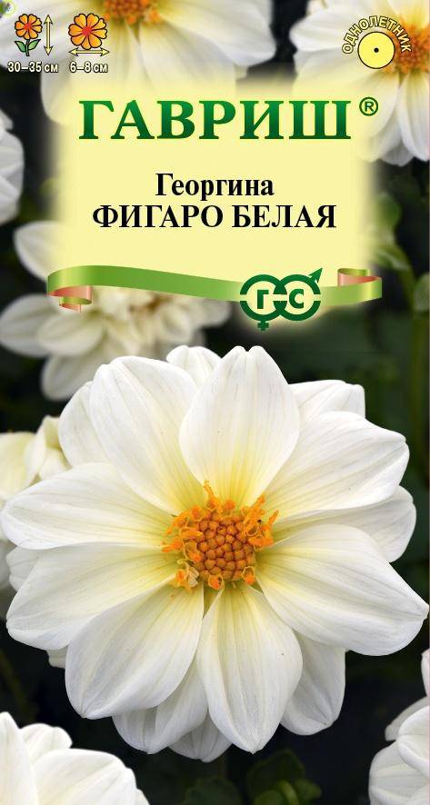 Купить оптом в Ботанике семена Георгина Фигаро белая Гав бренд Гавриш