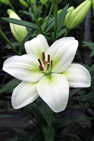 Купить оптом в Ботанике Лилия Роканье 10 шт