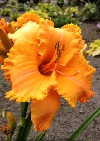 Купить оптом в Ботанике Лилейник Колонел Мастард 1 шт