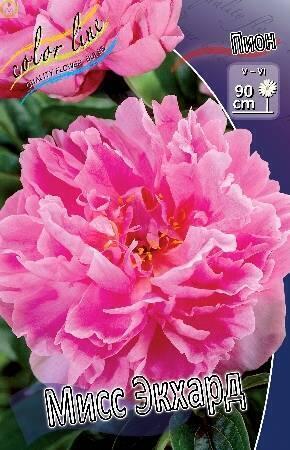 Купить оптом в Ботанике Пион Мисс Экхард 1 шт