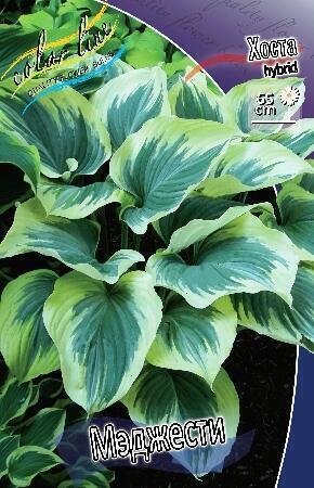 Купить оптом в Ботанике Хоста Мэджести 1 шт
