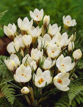 Купить оптом в Ботанике Крокус Сноубантин 10 шт