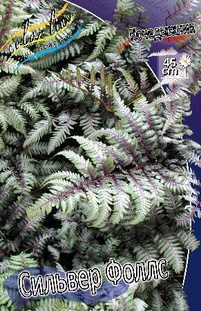 Купить оптом в Ботанике Кочедыжник (папоротник) Сильвер Фоллс 1 шт