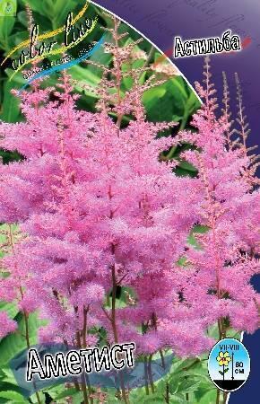 Купить оптом в Ботанике Астильба Аметист 25 шт 