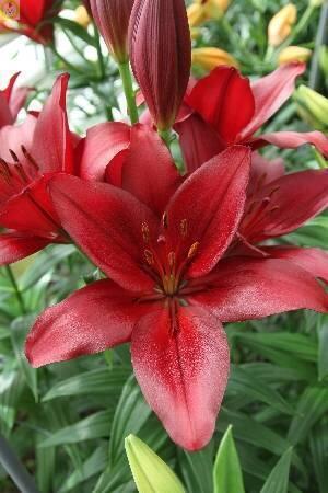 Купить оптом в Ботанике Лилия Мираж 10 шт