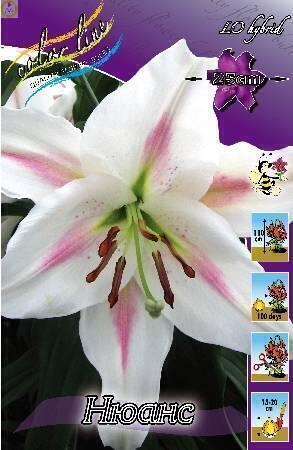 Купить оптом в Ботанике Лилия Нюанс 3 шт 