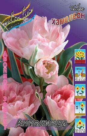 Купить оптом в Ботанике Тюльпан Аннелинда 10 шт