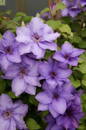 Купить оптом в Ботанике Клематис Эстер 2 шт 