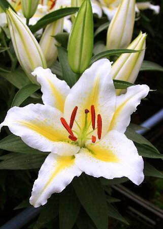 Купить оптом в Ботанике Лилия Голден  Романс 5 шт