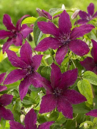 Купить оптом в Ботанике Клематис Руутель 2 шт