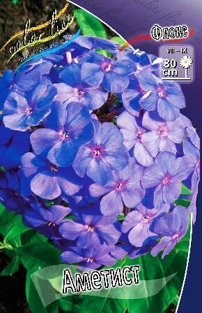 Купить оптом в Ботанике Флокс Аметист 2 шт