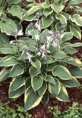 Купить оптом в Ботанике Хоста Ауреомаргината 2 шт