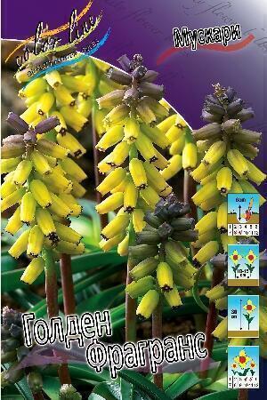 Купить оптом в Ботанике Мускари Голден Фрагранс 7 шт