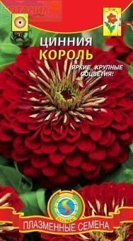 Купить оптом в Ботанике семена Цинния Король Плз бренд Плазмас