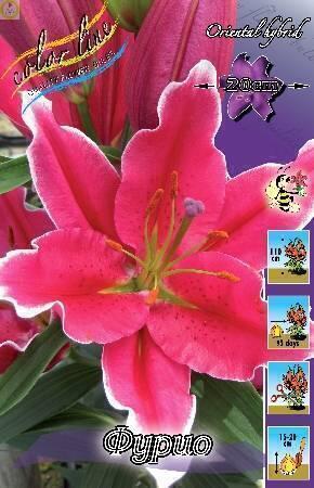 Купить оптом в Ботанике Лилия Фурио 5 шт 