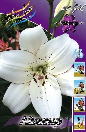 Купить оптом в Ботанике Лилия Уистлер 7 шт AZ