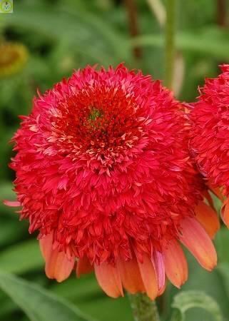 Купить оптом в Ботанике Эхинацея Метеор Рэд 25шт