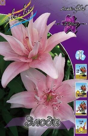 Купить оптом в Ботанике Лилия Элоди 3 шт AZD