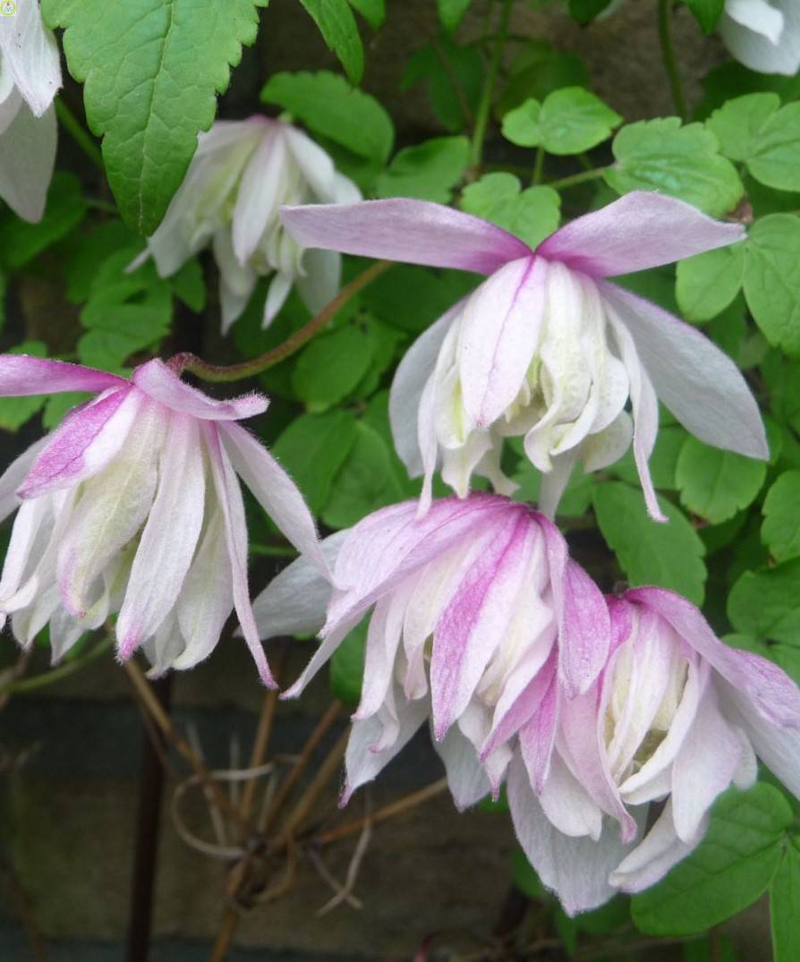 Купить оптом в Ботанике Клематис Атрагене Пинк Фламинго Р9