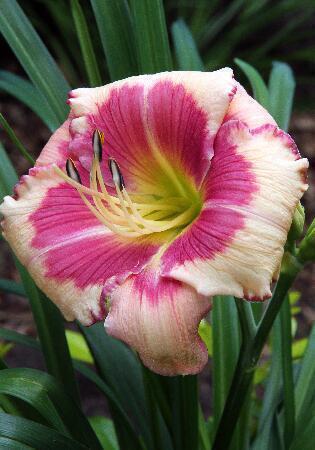 Купить оптом в Ботанике Лилейник Хэллоу Скример 1 шт