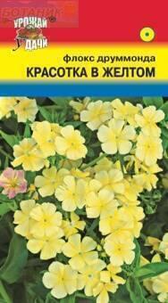 Купить оптом в Ботанике семена Флокс Красотка в жёлтом УУ бренд Урожай Удачи