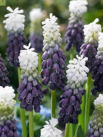 Купить оптом в Ботанике Мускари Грейп Айс 5шт