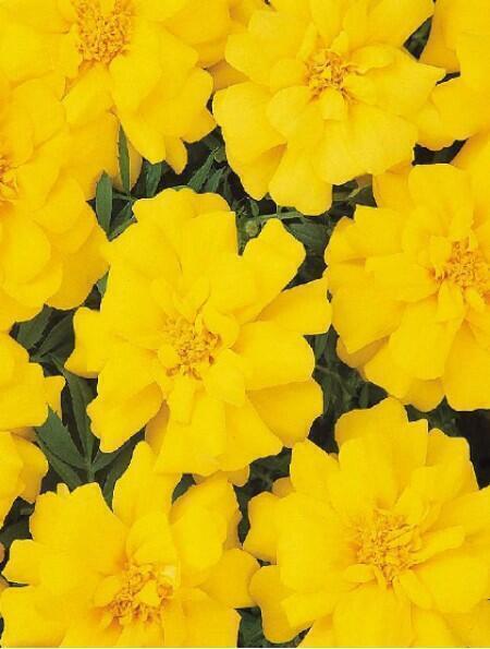 Купить оптом в Ботанике семена Бархатцы Дюранго ело F1 Био бренд Биотехника