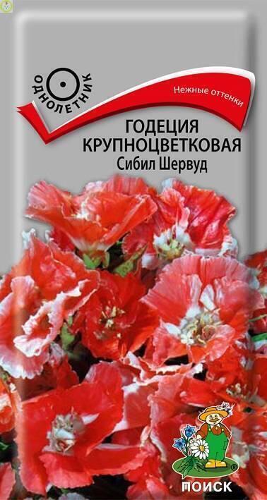 Купить оптом в Ботанике семена Годеция Сибил Шервуд Поиск бренд Поиск