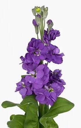 Купить оптом в Ботанике семена Левкой (Маттиола) Тен Вик фиолетовый Акв бренд Акварель