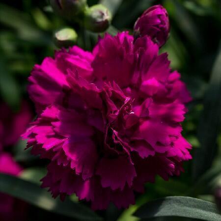 Купить оптом в Ботанике Гвоздика Динамик Виолет 2 шт